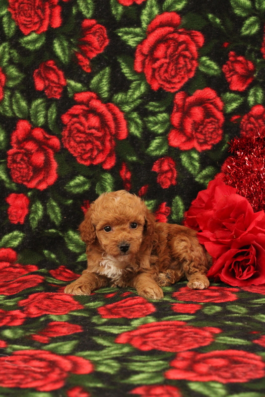 puppy, for, sale, Mini Poodle, Matthew B. Stoltzfus, dog, breeder, Gap, PA, dog-breeder, puppy-for-sale, forsale, nearby, find, puppyfind, locator, puppylocator, aca